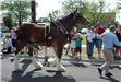 Budweiser Clydesdales Visiting Palatine