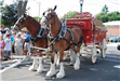 Budweiser Clydesdales Visiting Palatine