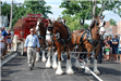 Budweiser Clydesdales Visiting Palatine