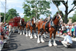 Budweiser Clydesdales Visiting Palatine