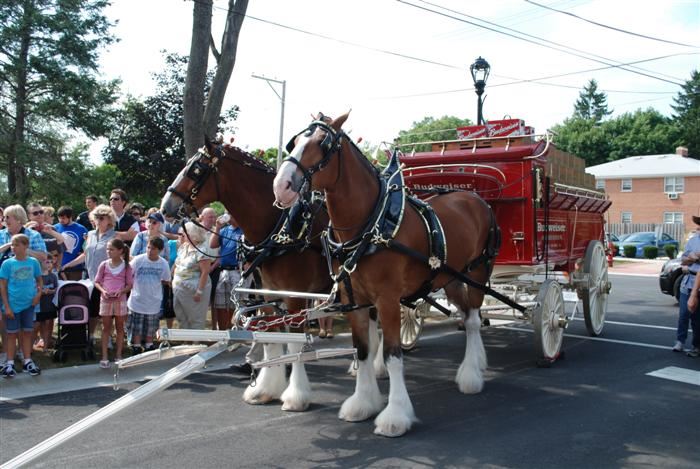 Budweiser Clydesdales Visiting Palatine